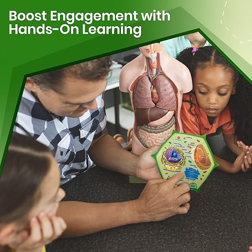 Miniatura 3 de Modelo de células vegetales de espuma transversal  Ideal para aprendizaje en el aula, enseñanza y kits STEM  Organelos claramente etiquetados