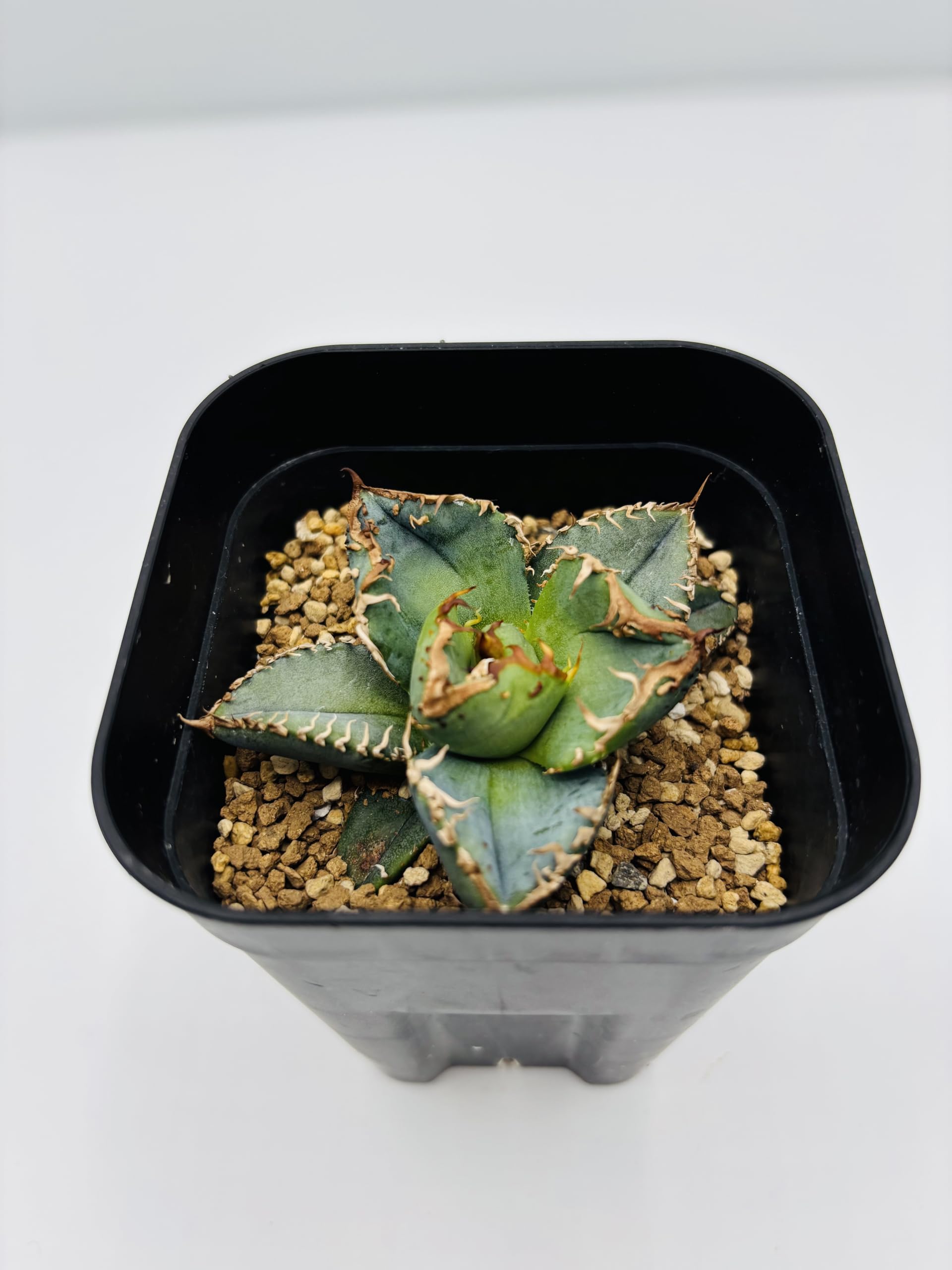 Amazon｜アガベ チタノタ 冰雹/Agave titanota 'Cheetah'/観葉植物