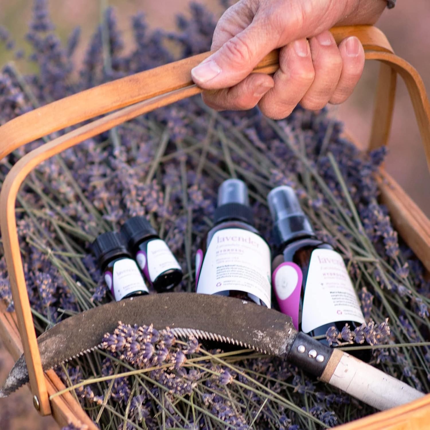 Aromatics International Premium Organic Artisan Lavender Essential Oil 18ml | 100% Pure Essential Oil for Diffusion & Aromatherapy