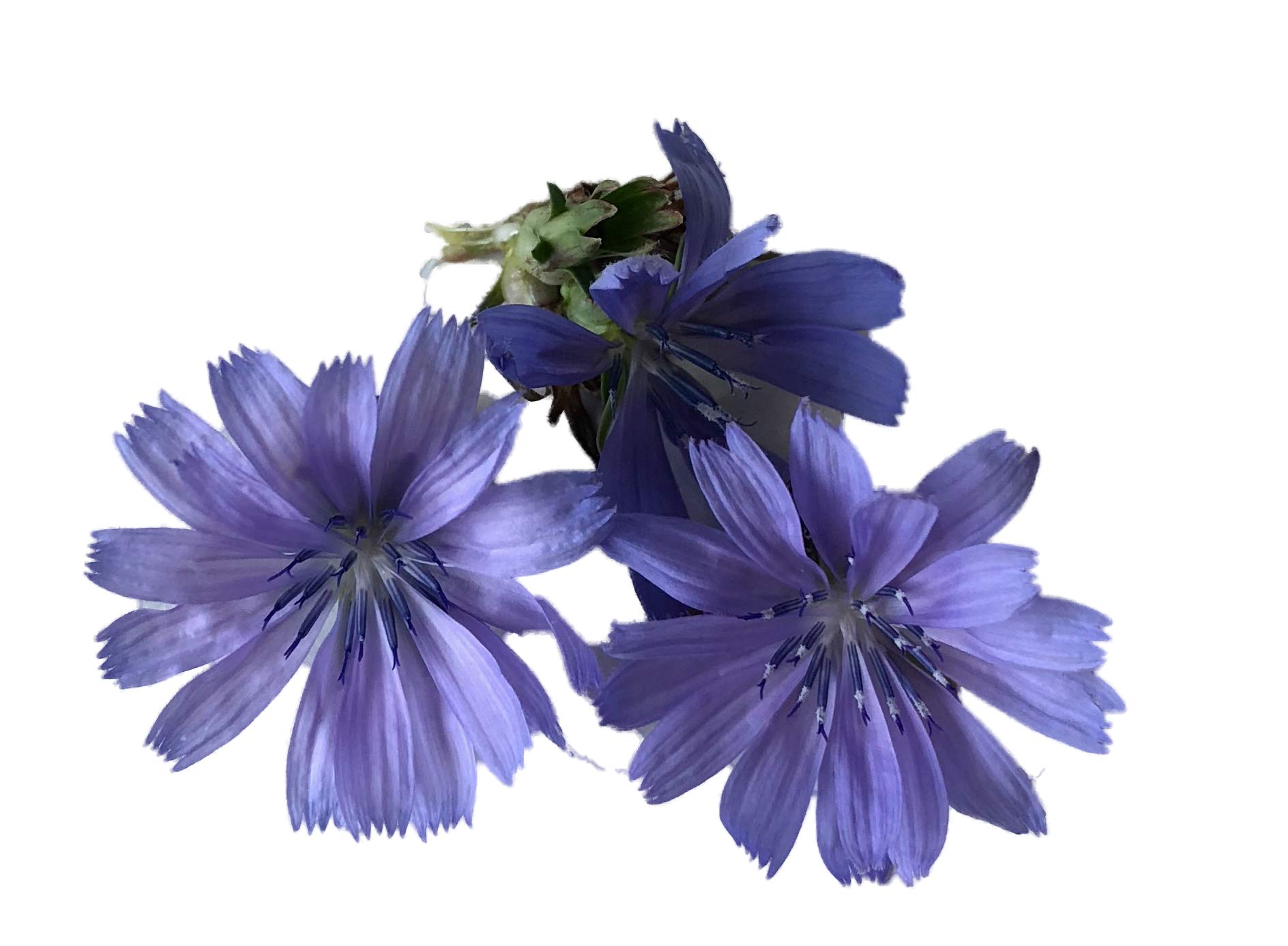 1000+ Samen Wegwarte -Cichorium intybus : Amazon.de: Garten
