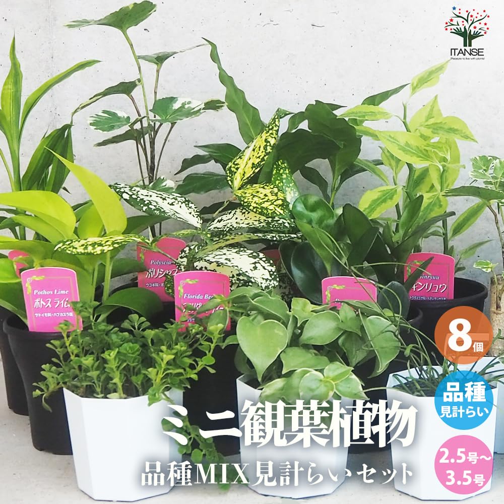 Amazon｜ITANSE ミニ観葉植物 2.5〜3.5号ポット苗 見計らい 8個