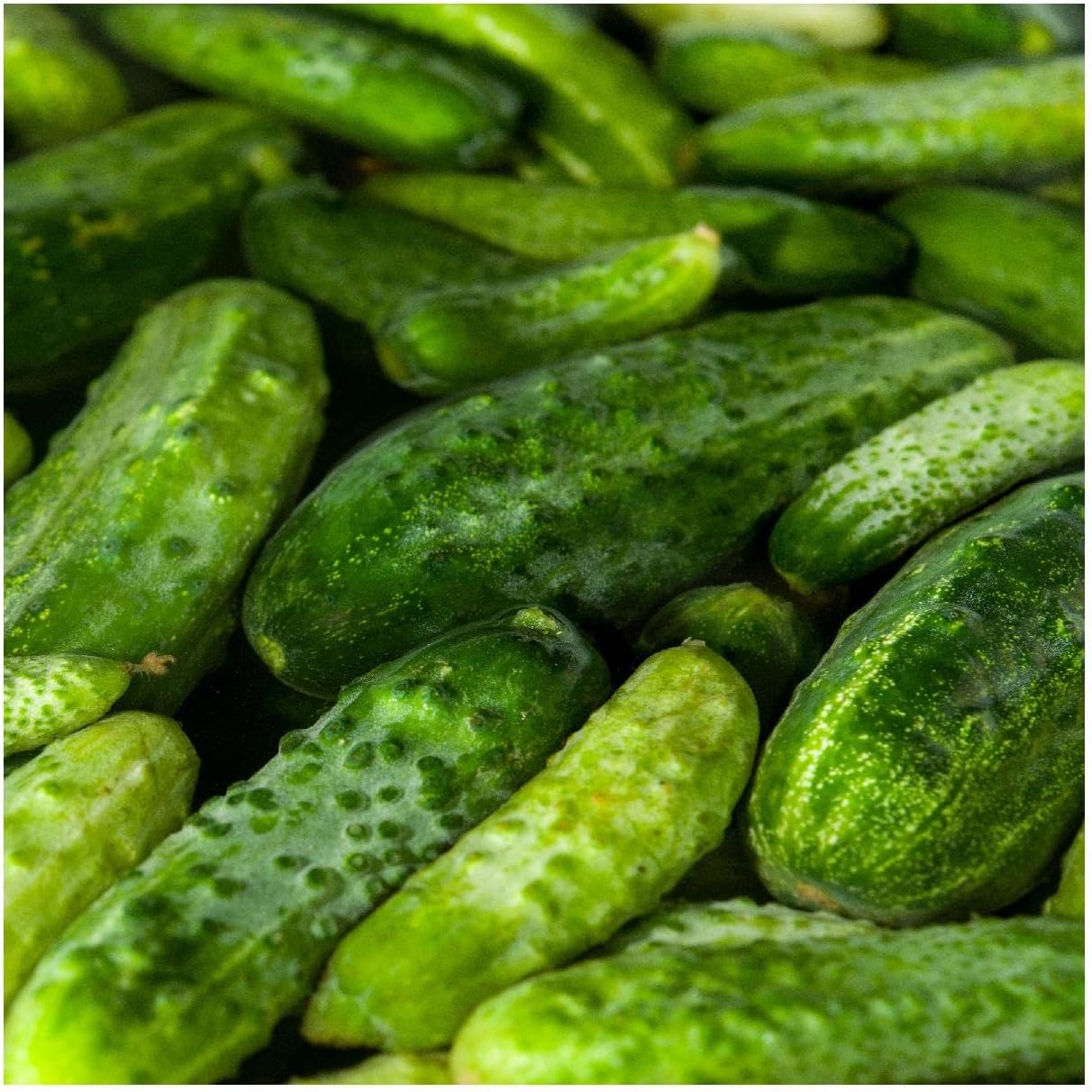 Everwilde Farms - 1 Lb Boston Pickling Cucumber Seeds - Gold Vault