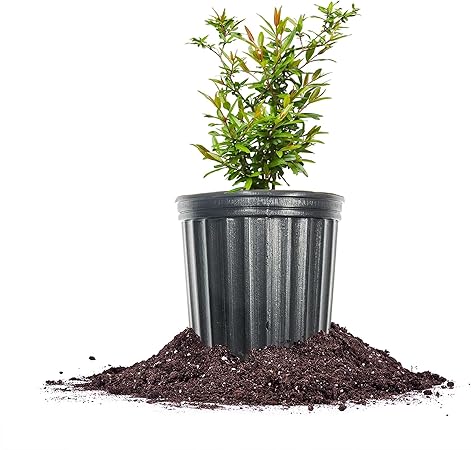 Russian Pomegranate in a 1 Gal. Grower's Pot | Cold