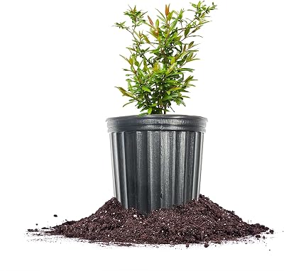 Perfect Plants Russian Pomegranate Tree, 1 Gallon, Live Plant | Self-pollinating with large red…