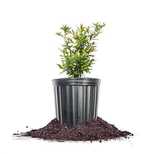 Russian Pomegranate in a 1 Gal. Grower's Pot | Cold