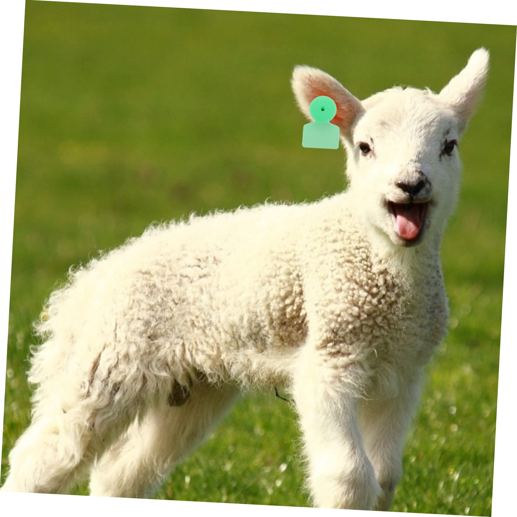 Yardenfun Ear Tags for Sheep Pig 100pcs Livestock Ear Tags Blank No-Text Sturdy Plastic Heat-Resistant Anti-Fade for Farming