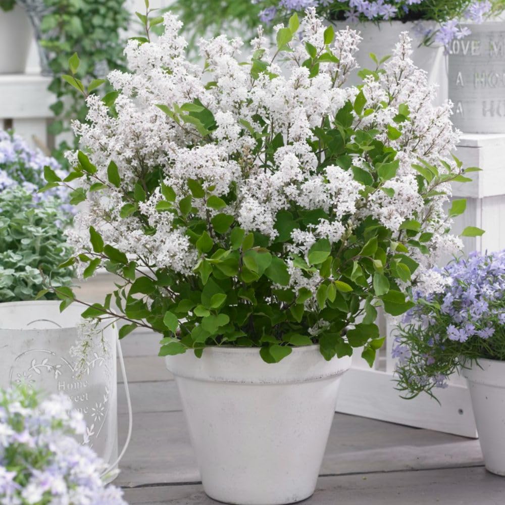 Lilac Dwarf 'Flowerfesta® White' - Prolonged Blooming Hardy Shrub - Fragrant Flowers Loved by Butterflies - Compact and Easy-Care – 1x 3 Litre Potted Plant by Thompson & Morgan