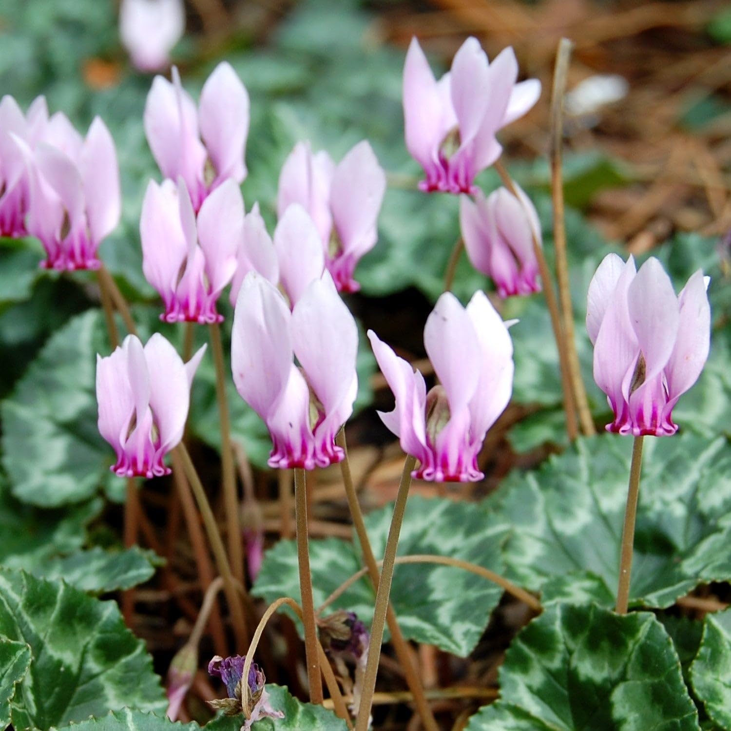 Marshalls Garden Ivy-Leaved Cyclamen Bulbs (Cyclamen hederifolium) - Pack of 5 Bulbs, Shade-Loving Autumn-Flowering Groundcover