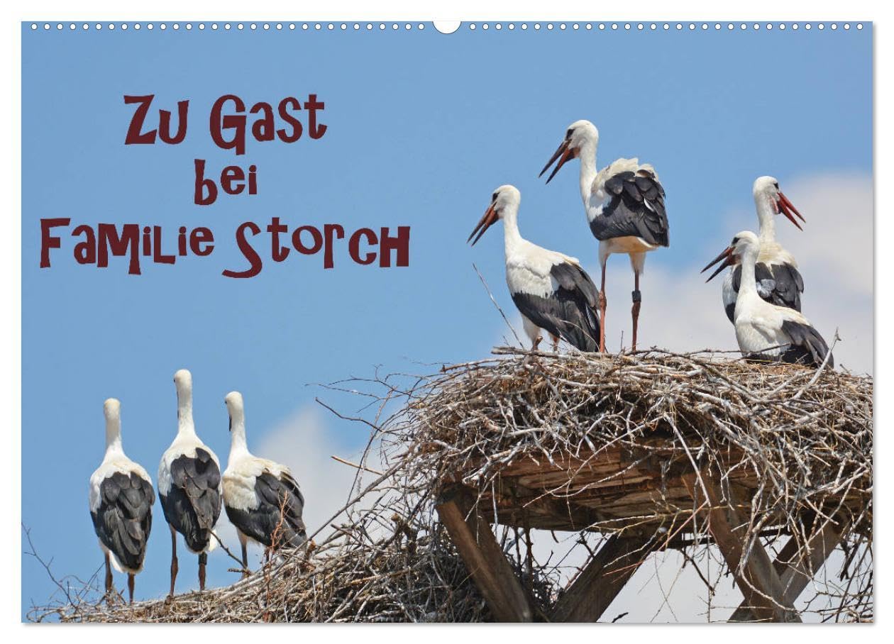 Zu Gast bei Familie Storch (Wandkalender 2026 DIN A2 quer), CALVENDO Monatskalender: Störche ... gern gesehene Gäste in Deutschland (CALVENDO Tiere)