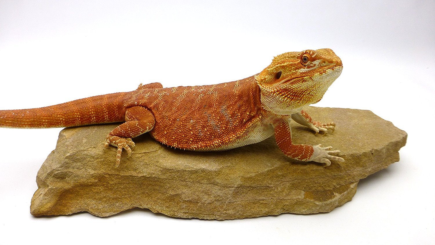 CarolinaCustom Cages Natural Habitat Rocks, Painted Desert (one large size)