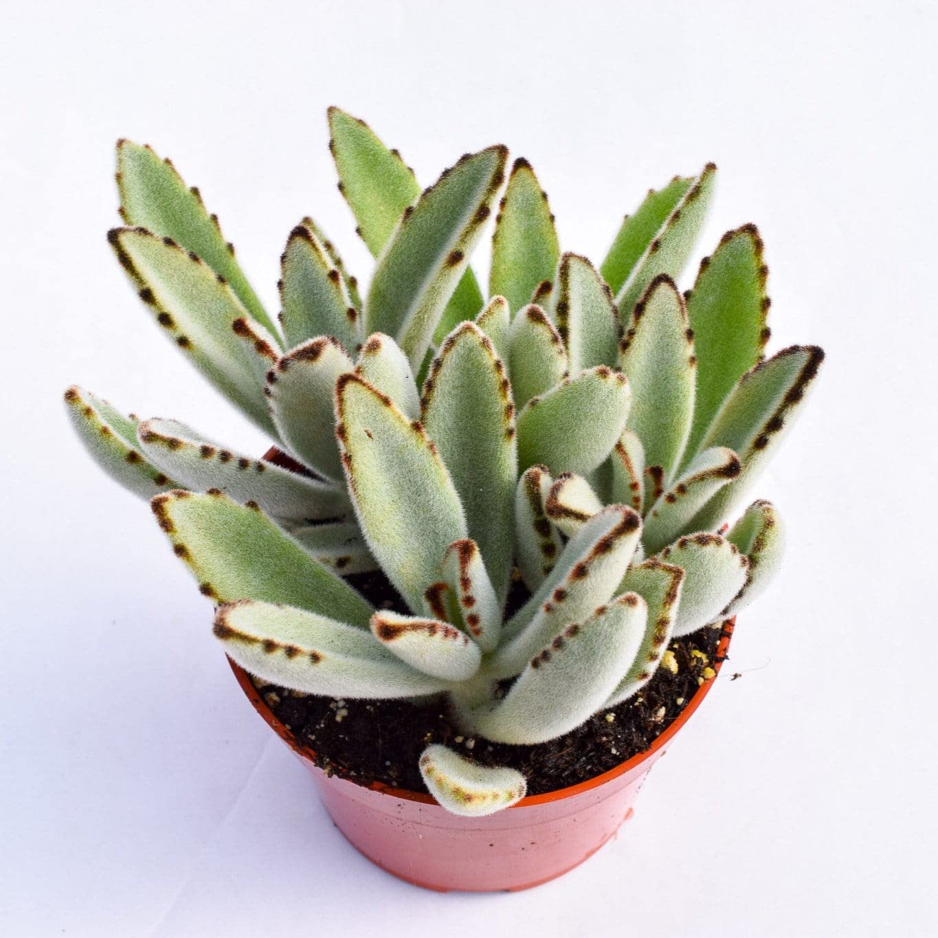 Amazon.com : Live Panda Plant Succulent  Kalanchoe Tomentosa Succulent -  Fully Rooted 4-Inch Panda Plant Succulent : Patio, Lawn & Garden
