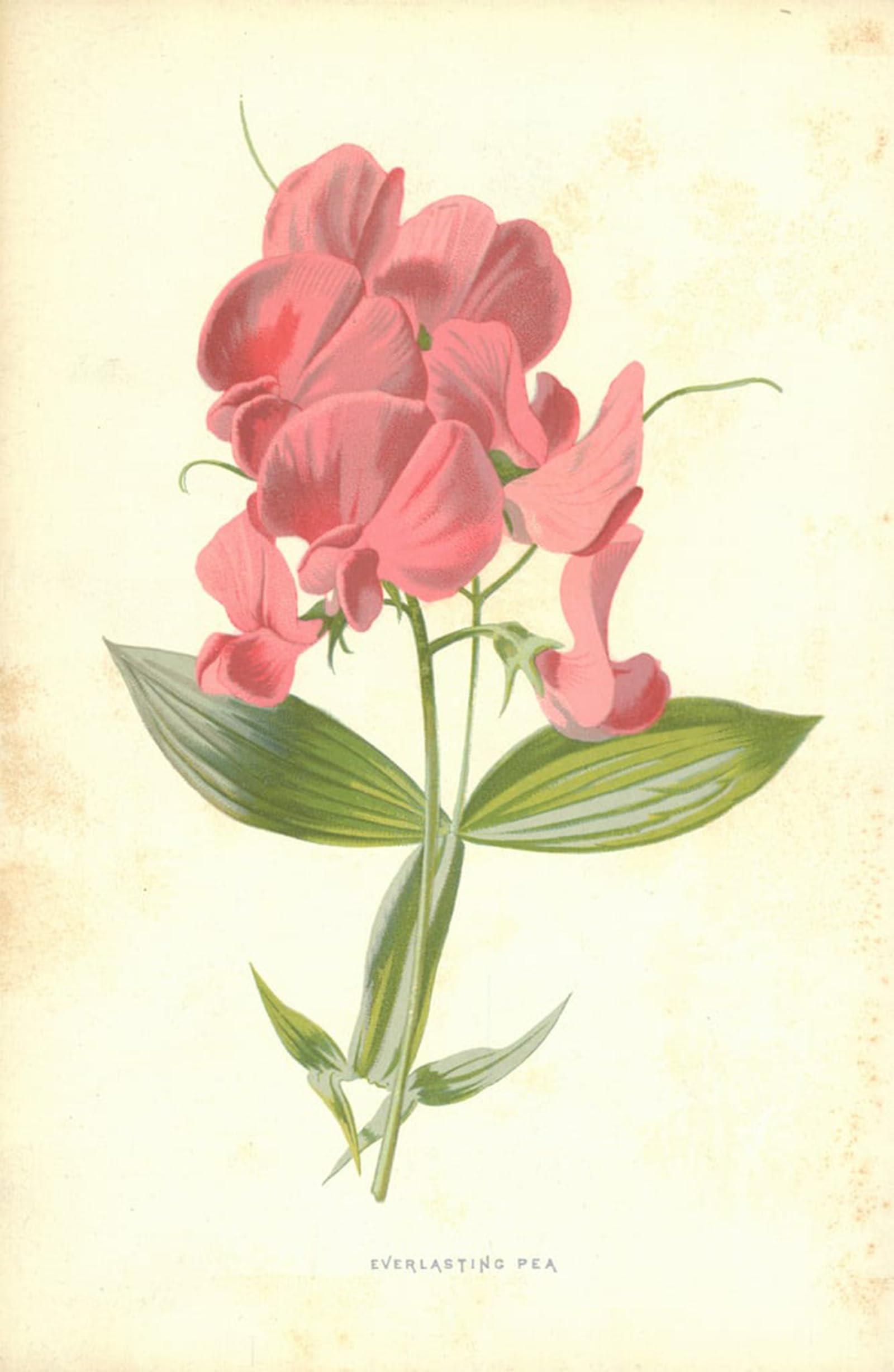 Artxlxxbn No Frame Famous Painting Art Wall Decor Abstract Art Picture Everlasting Pea By Frederick Edward Hulme Animal Pictures For Home Decor 60X90cm