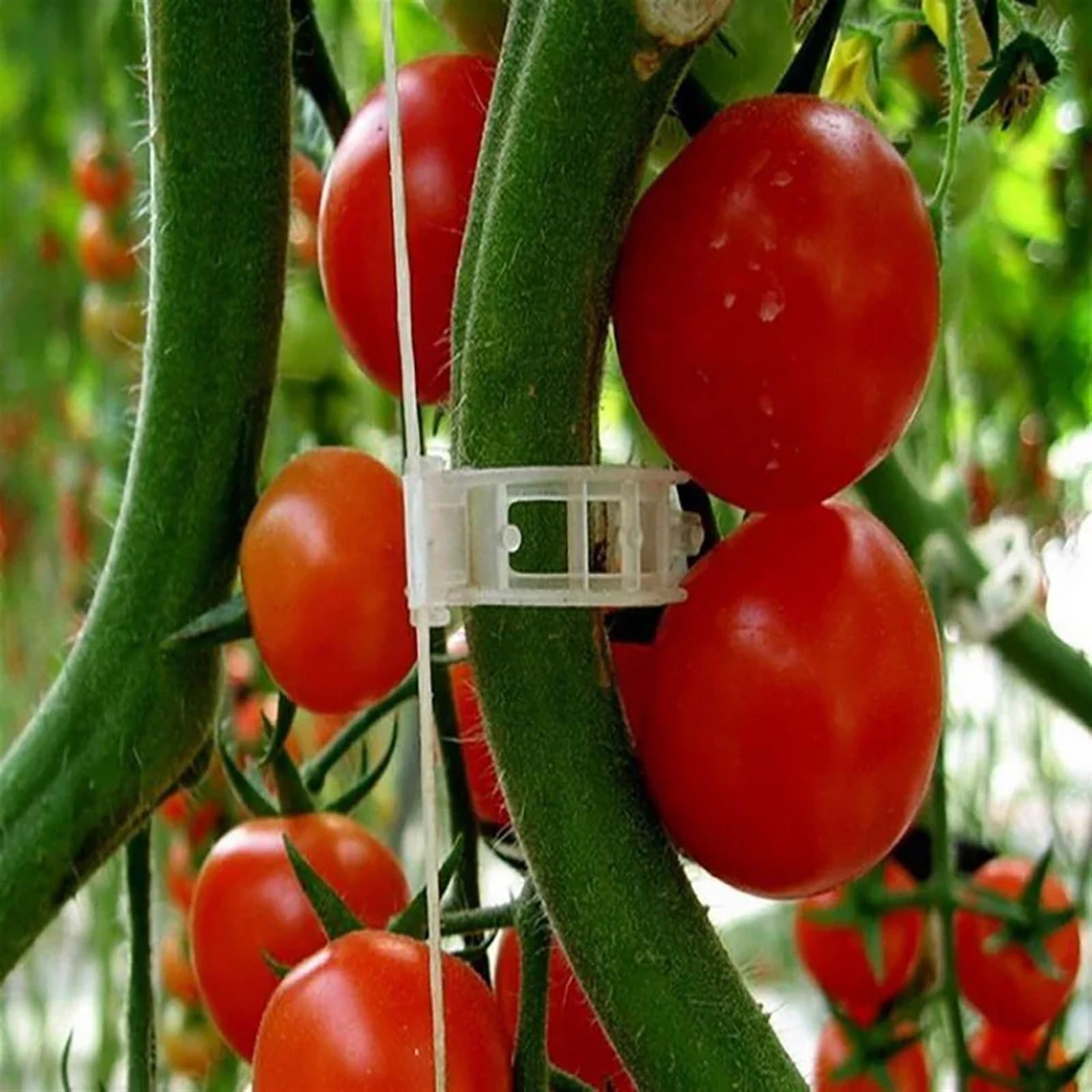 Mollette di sostegno per rampicanti da giardino, Clip di supporto for piante riutilizzabili for innesto di vite, fissaggio trasparente, 50/100/150 pezzi, giardino di pomodoro(150Pcs)