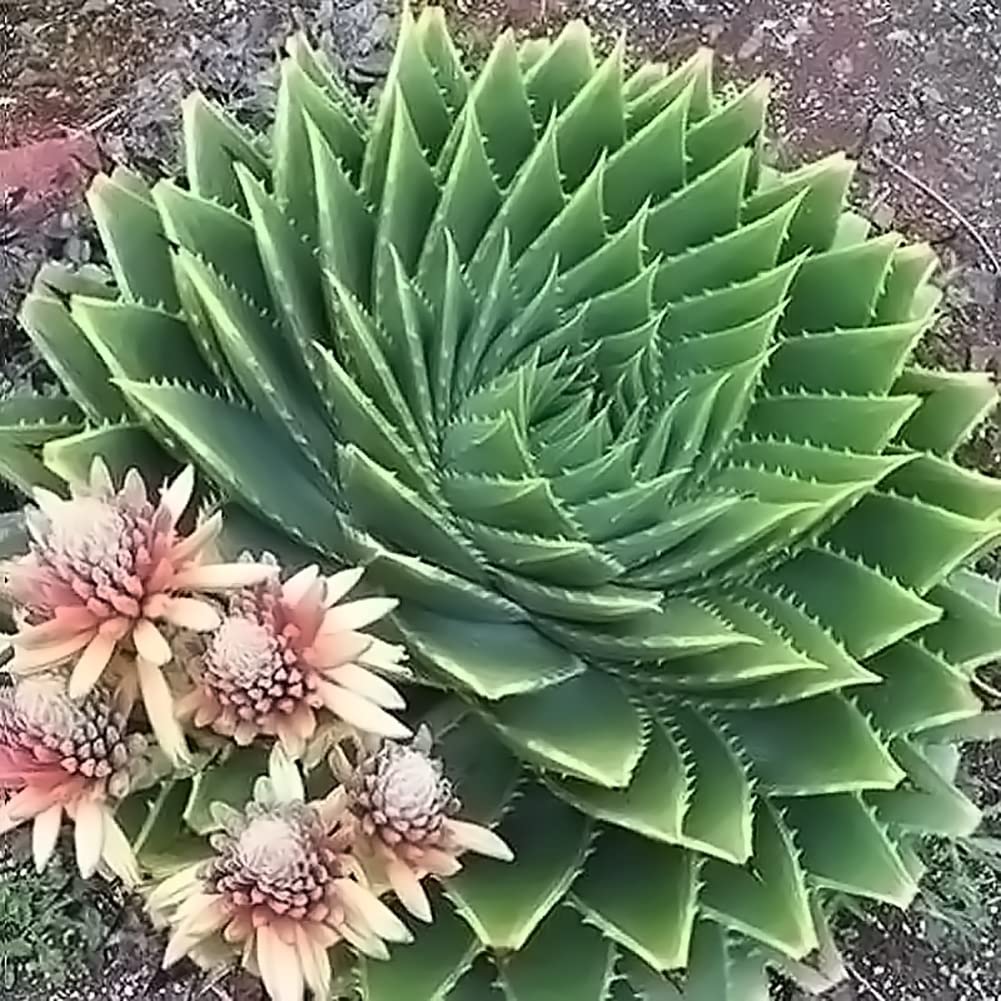 aloe vera l frs gesicht Himalaya Aloe Vera Feuchtigkeitsgel Gesicht & Krper