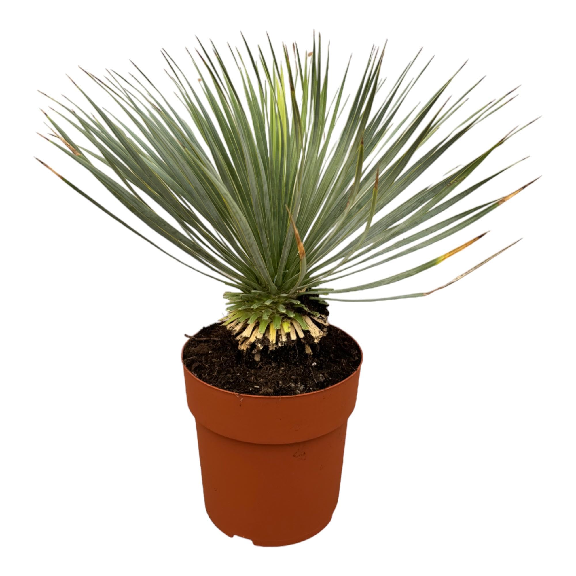 Yucca Rostrata łodyga, roślina do użytku wewnątrz i na zewnątrz, niebiesko-zielona, 70 cm, Ø 27 cm