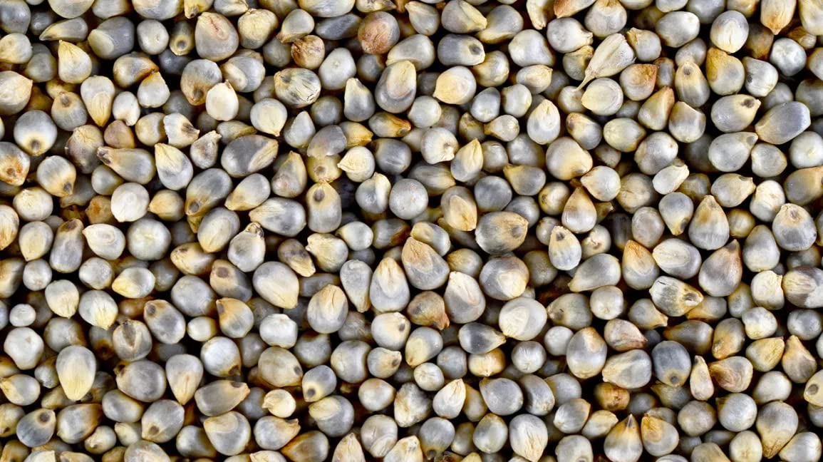 Herbal Wonder Bajra Whole Grain, Pearl Millet, Kambu, Non-GMO, Gluten-Free, No Added Sugar and Preservative Pearl Millet Organic Bajra -(Not Flour) (Whole Grain - 1 Kg) (B09SHCK2SJ) Amazon Price History, Amazon Price Tracker