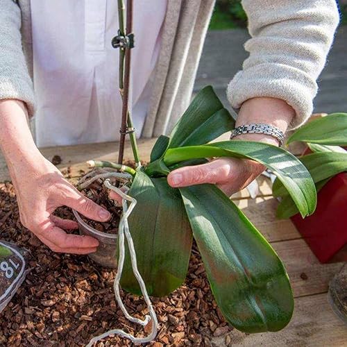 Miniatura 7 de Doter Corteza orgánica para macetas de orquídeas de 10 cuartos de galón, trozos destacados para enmienda de suelo de jardín para el desarrollo