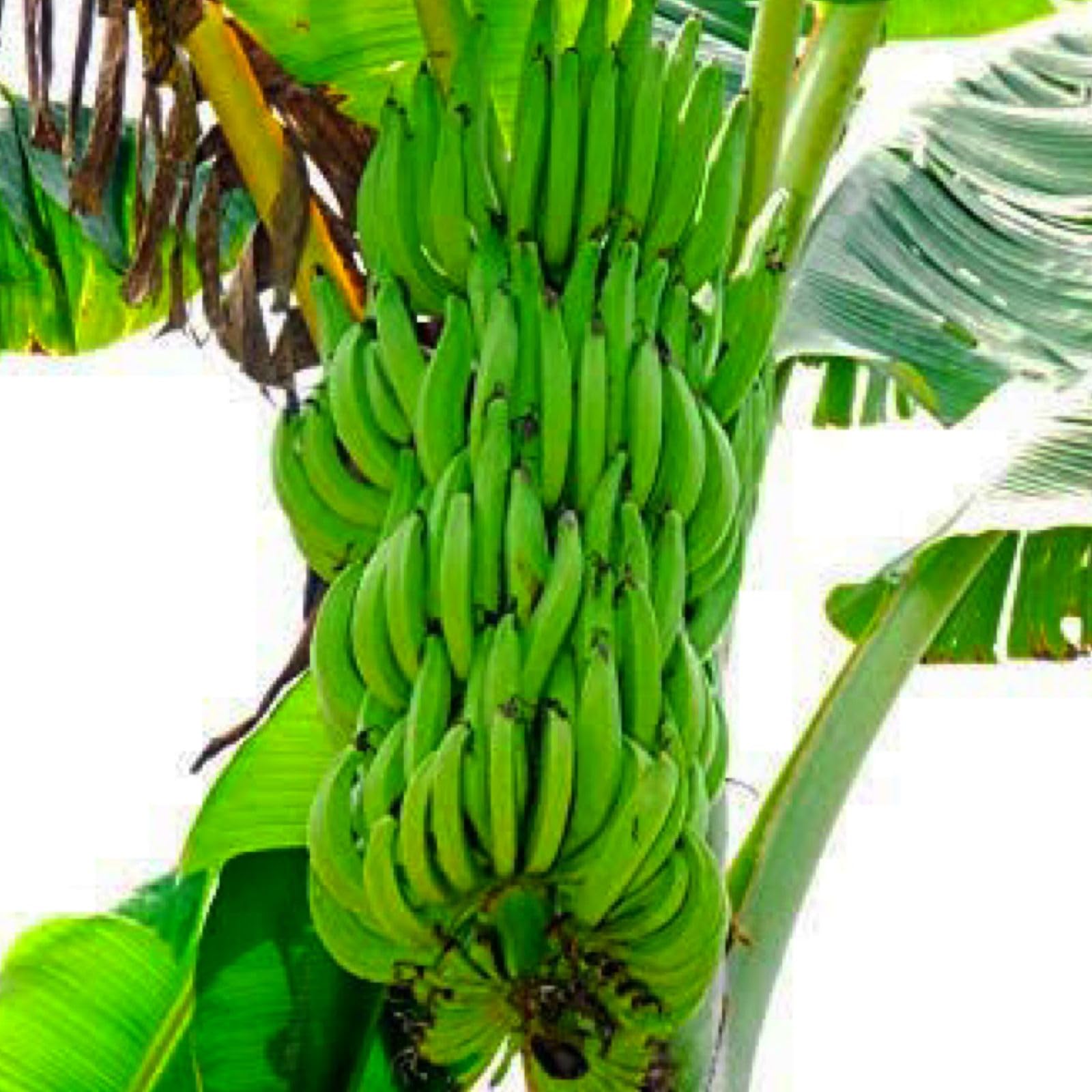 Nendran Banana- VENUS-ONLINE Kerala Nendran Banana Fruit One Healthy Live Fruit Plant Early Flowering in 6 MONTHS (B0CGVSCV5G) Amazon Price History, Amazon Price Tracker