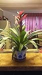 Review Image by Amazon Customer