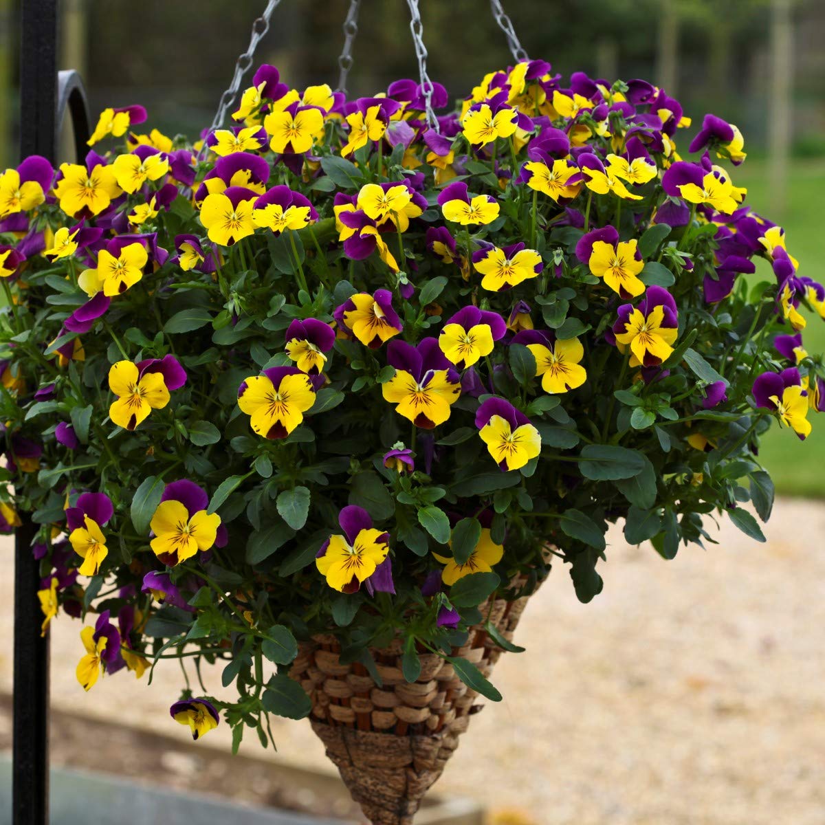 Pansy Trailing Freefall Purple Wing, Tray of 40 Plug Plants