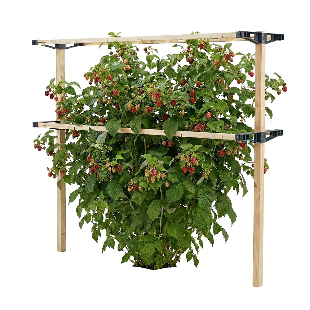 Gusta Garden Berry Buddy - Elastyczna podpora dla roślin pnących: maliny, jeżyny i borówki, rozszerzalna, wyprodukowana w UE, kratka z drewna (120 cm)
