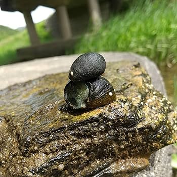 巻き貝に着生した天然苔 Amazon | 石巻貝 イシマキガイ 水槽の苔取り お掃除生体