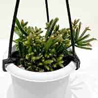 【専用】リプサリス✳︎さま Amazon｜リプサリス 9種類から選べる サボテン 多肉植物 3号