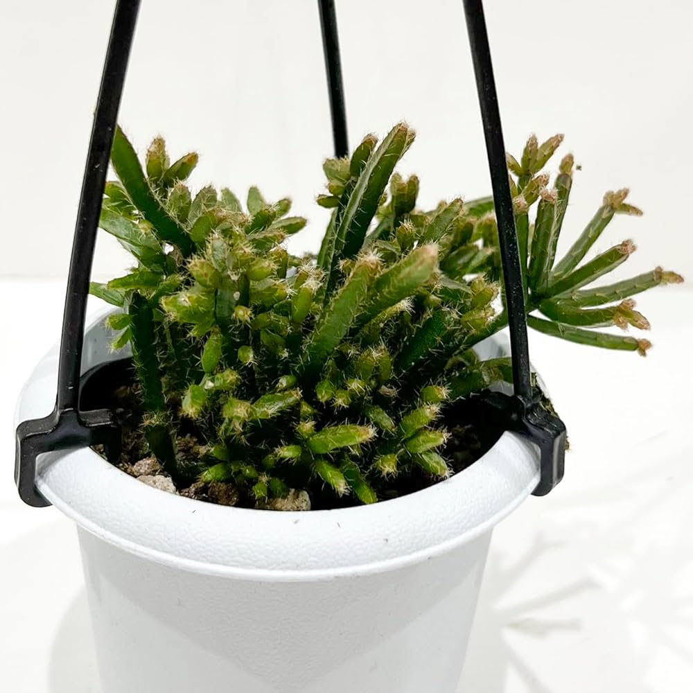 【専用】リプサリス✳︎さま Amazon｜リプサリス 9種類から選べる サボテン 多肉植物 3号