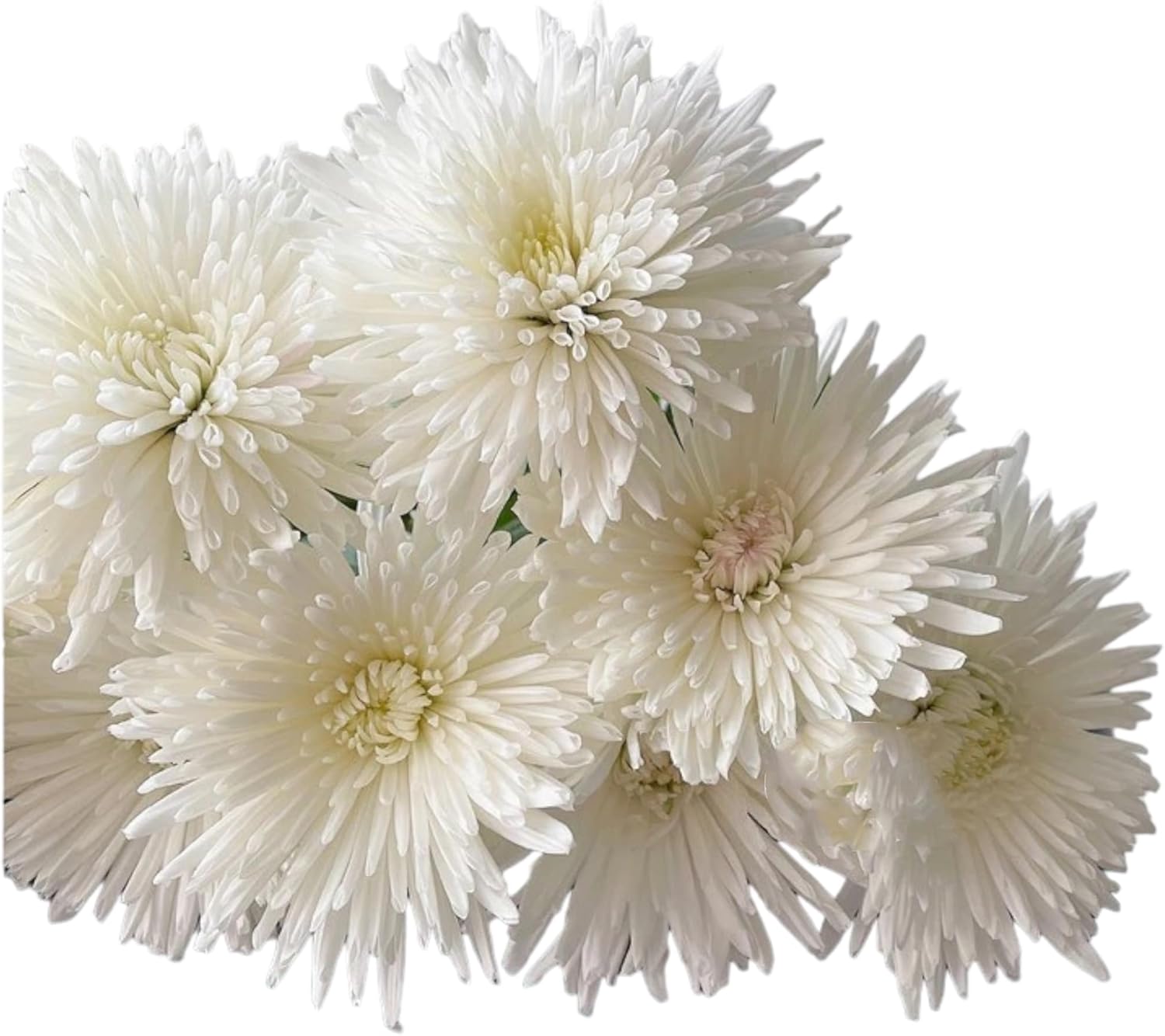 19 White Anna Chrysanthemum Fresh Cut Flowers Hydroponic Flower Arrangement Gifts for home decoration birthdays anniversaries healing sympathy