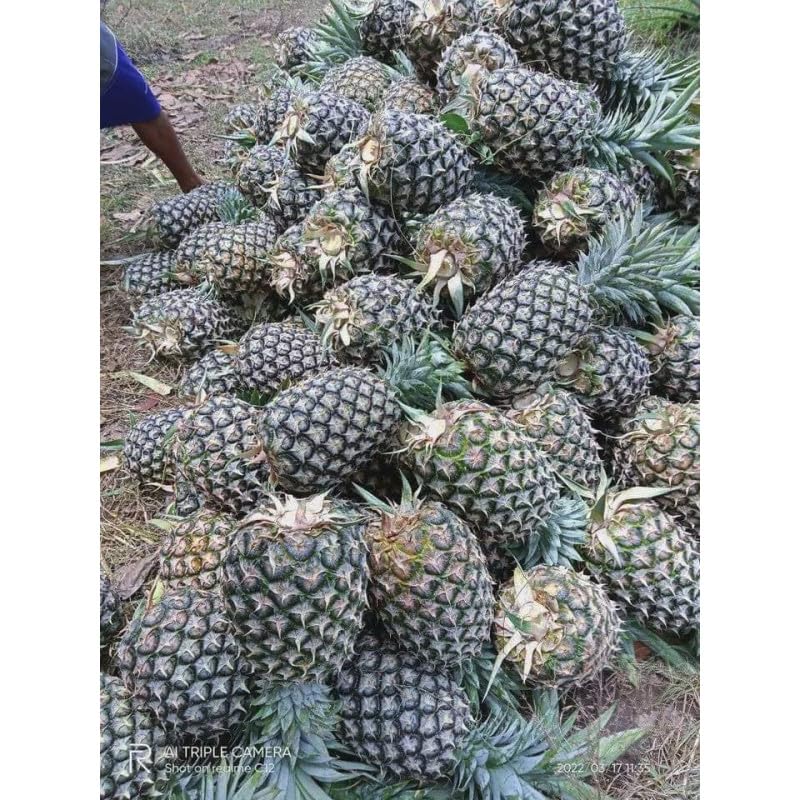 Piña 2 KG