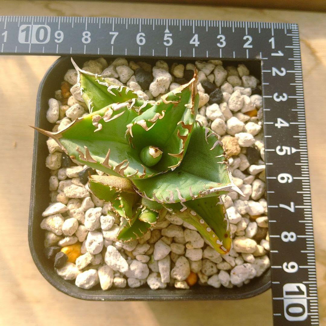 アガベ チタノタ 皇冠 子4株付き lize産 Lize産 アガベ チタノタ Agave