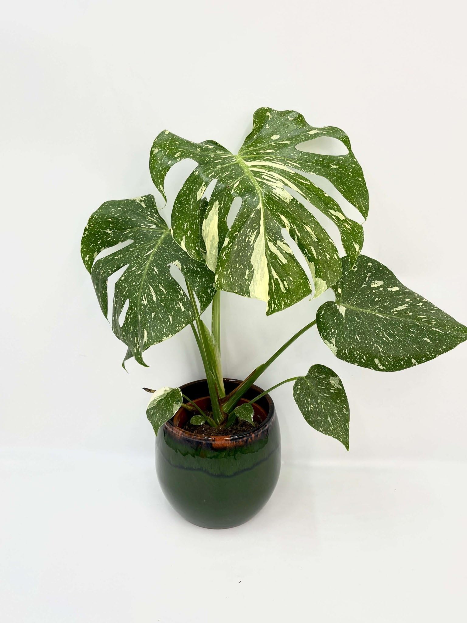 Variegated Monstera Deliciosa, Albo Variegata, Rare Indoor Plant, Full Plant, Cutting Options (Unrooted Cutting)