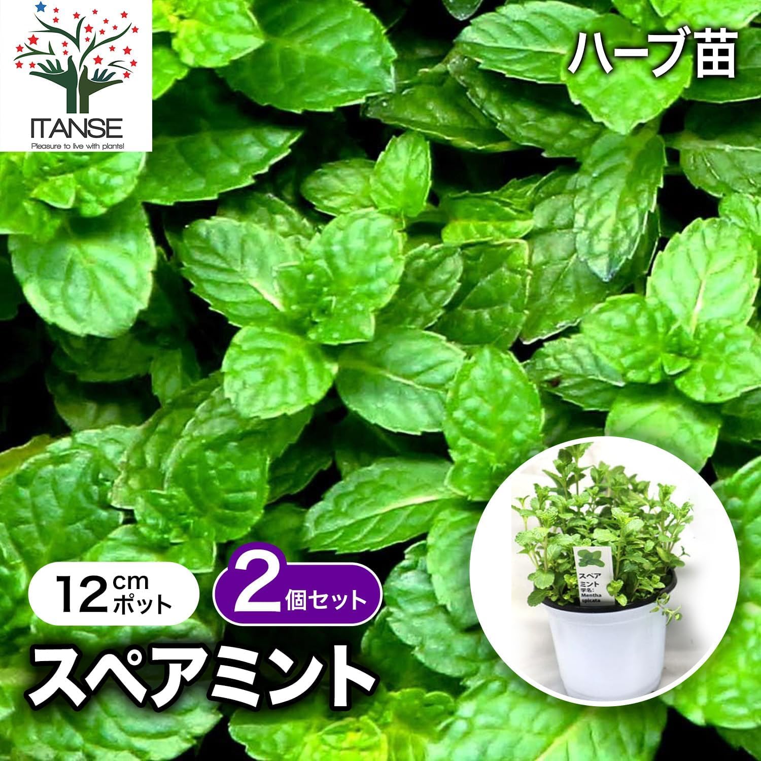 Amazon.co.jp: ITANSE 「スペアミント」ハーブBN硬質12cmポット