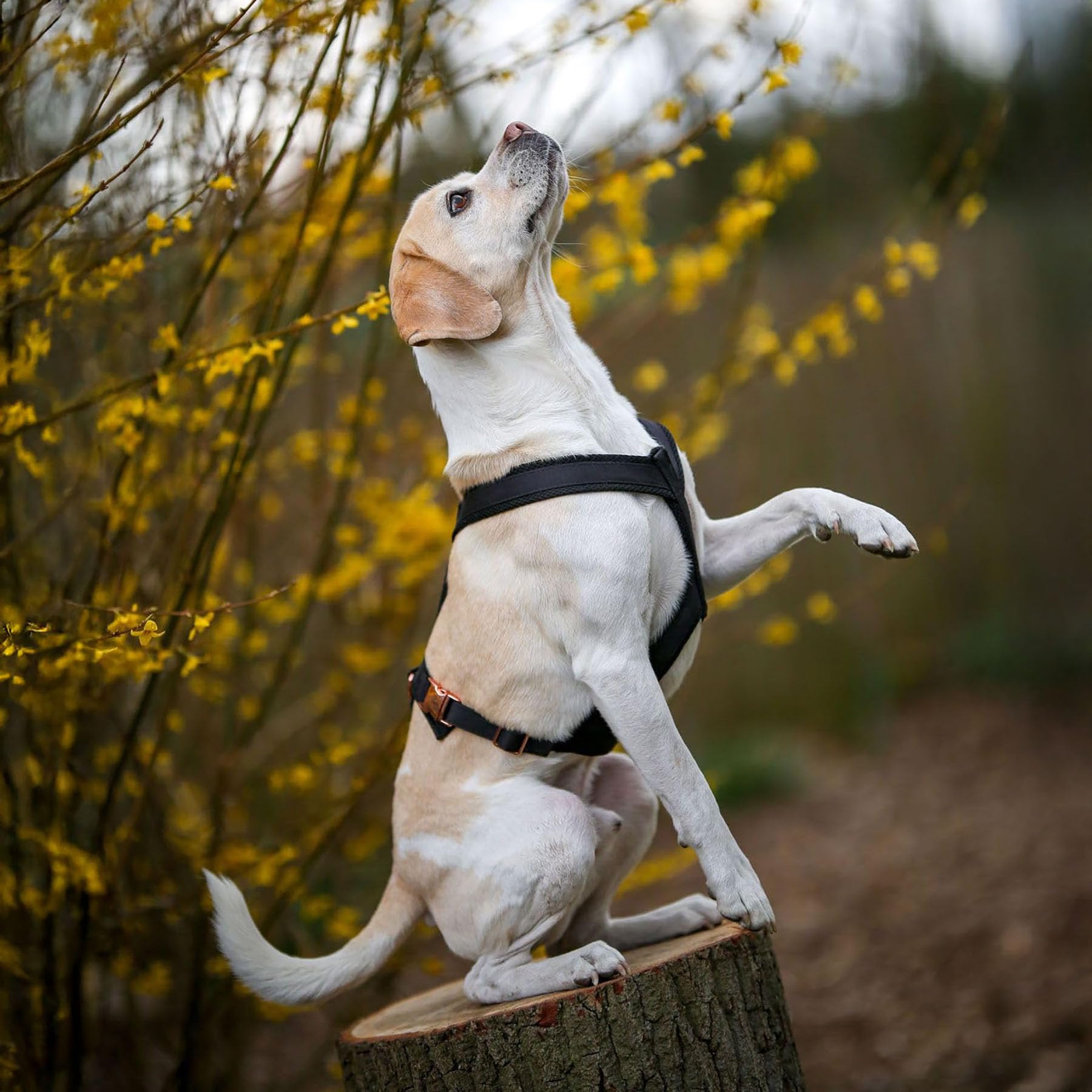 EDEL&SCHNELL Windhundgeschirr schwarz Größe S verstellbares Whippet Geschirr aus bequemen Webband mit Schnallen in Rosegold Hundegeschirr kleine Hunde