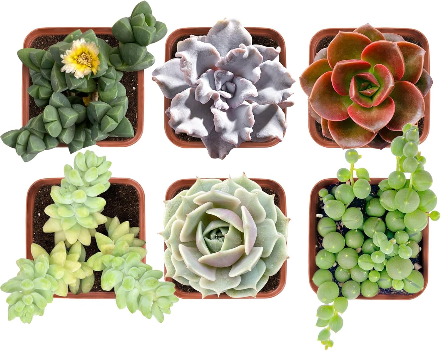 Succulent Set (6 Pack), String of Pearls + Donkey's Tails + Ice Plant + Echeveria Crispate Beauty + Echeveria Melaco + Echeveria 'Lola', Approx 2" Large, Fully Rooted in Grower Pots