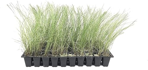 Hierba Muhly rosa - 3 plantas vivas - Muhlenbergia Capillaris - Hairawn Muhly - Hermoso follaje ornamental floreciente de bajo mantenimiento disponible en Yaxa Venezuela