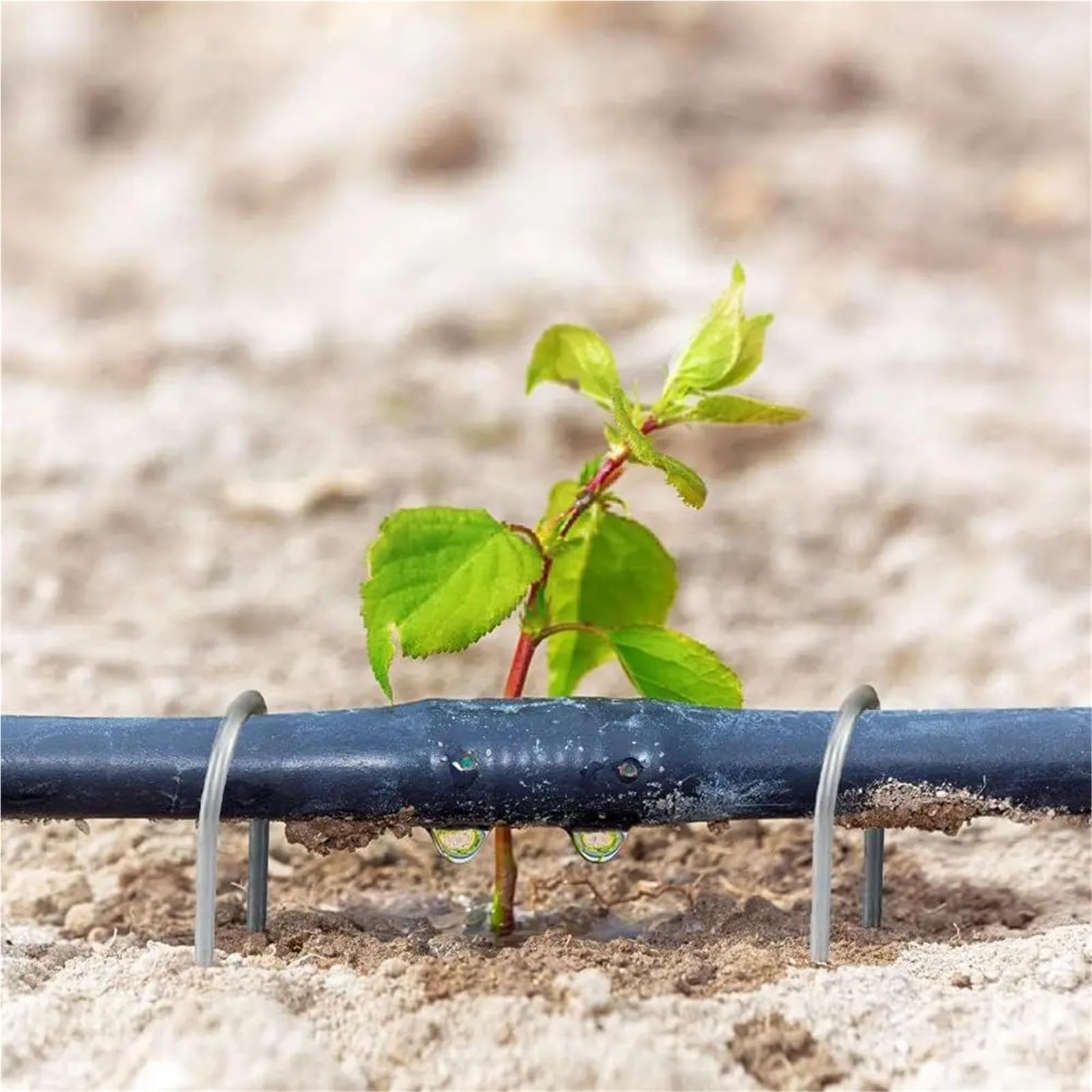 Picchetti Telo Pacciamatura 10/50 pezzi di picchetti da giardino a forma di U for il fissaggio di picchetti da giardino for prati, tessuto di barriera, tubi di irrigazione, erbacce, 10/15 cm(Silver 4x