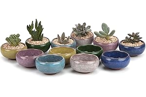 T4U Tiny Ceramic Pots for Succulents Indoor