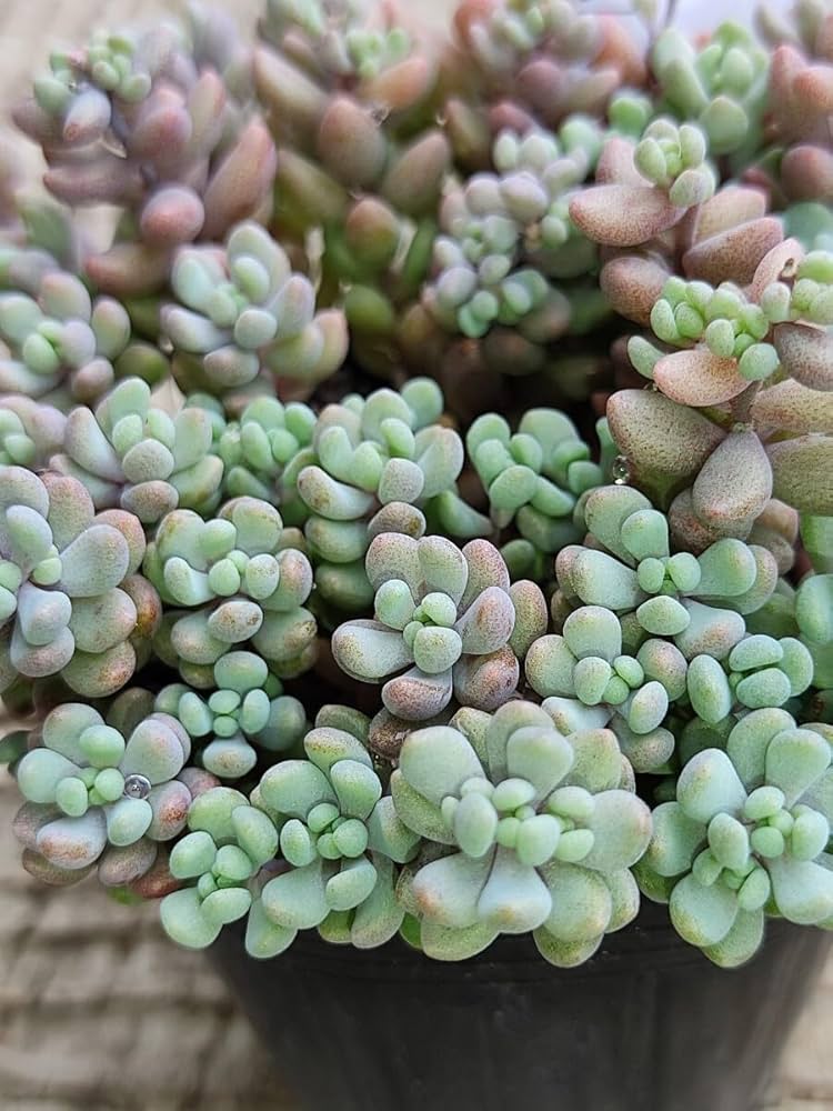 Amazon.co.jp: てっちん多肉植物セダム『パープルヘイズ』185