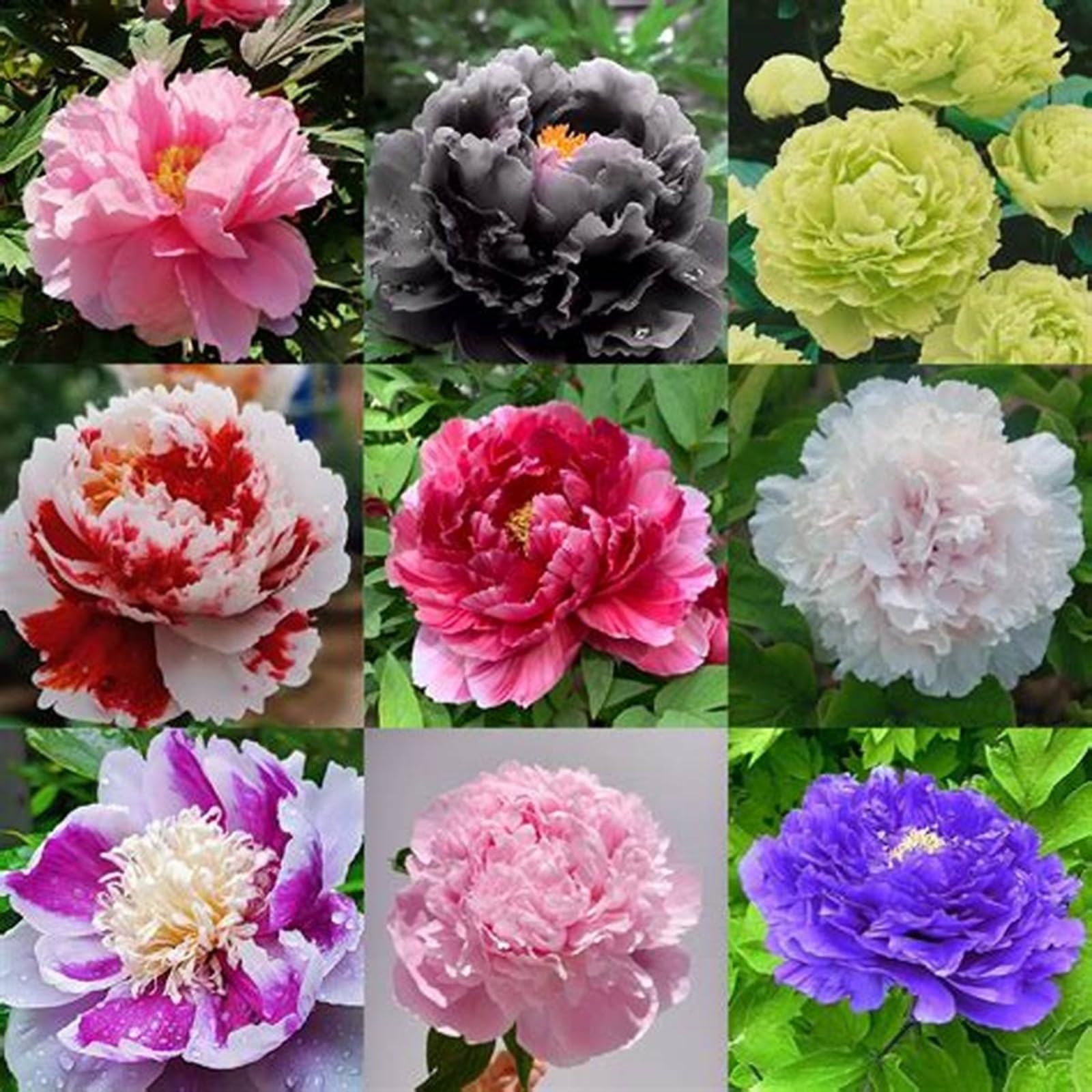 Peonia,Garden,molto grande,resistente all'inverno,Decorazione Eccellente,facile da curare,bellissima.-10cipolle-J
