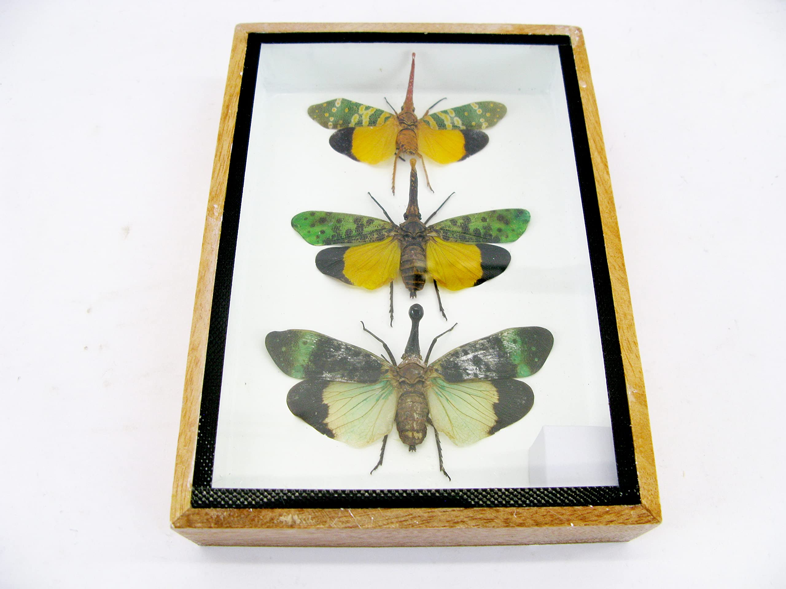 asiahouse24 Echte wunderschöne Insekten im 3D Schaukasten - gerahmtes Wandbild - Taxidermie - Entomologie - (3x Zana nobilas - Pyrops sp.)