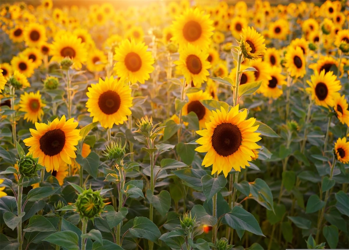 Fmarui Sunflower Backdrop 6x4ft Field Nature Scenery Yellow Flower Photography Backgrounds Wedding Retire Birthday Party Events Decorations Photo