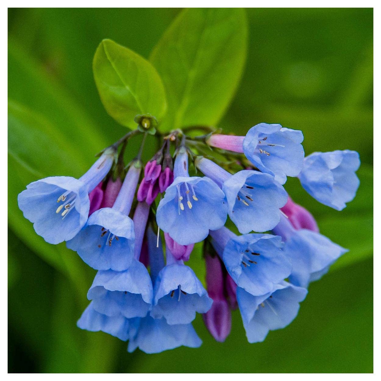 Amazon.com : Everwilde Farms - 20 Virginia Bluebells Native Wildflower Seeds  - Gold Vault Seed Packet : Patio, Lawn & Garden