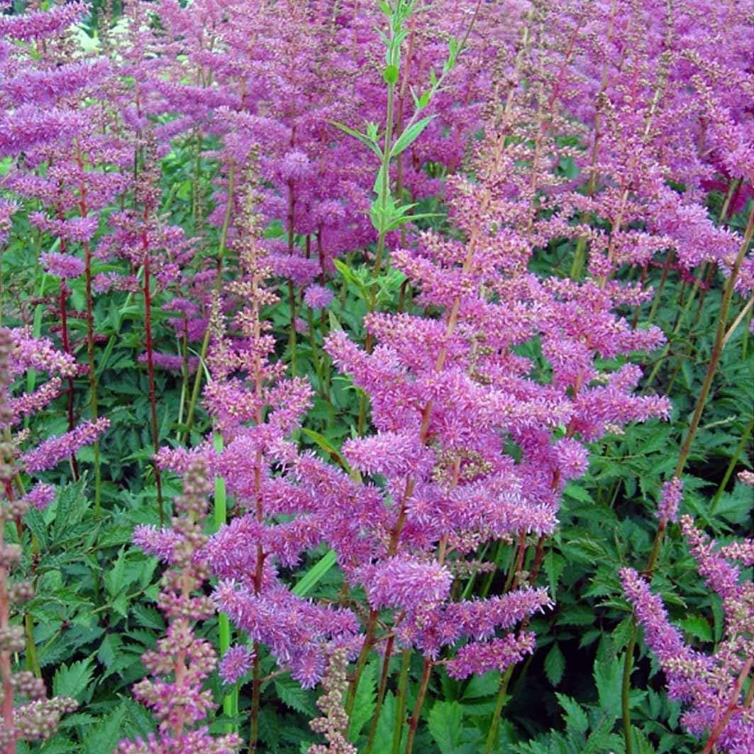 Astilbe arendsii Amethyst - Astilbe - Plant in 9 cm Pot