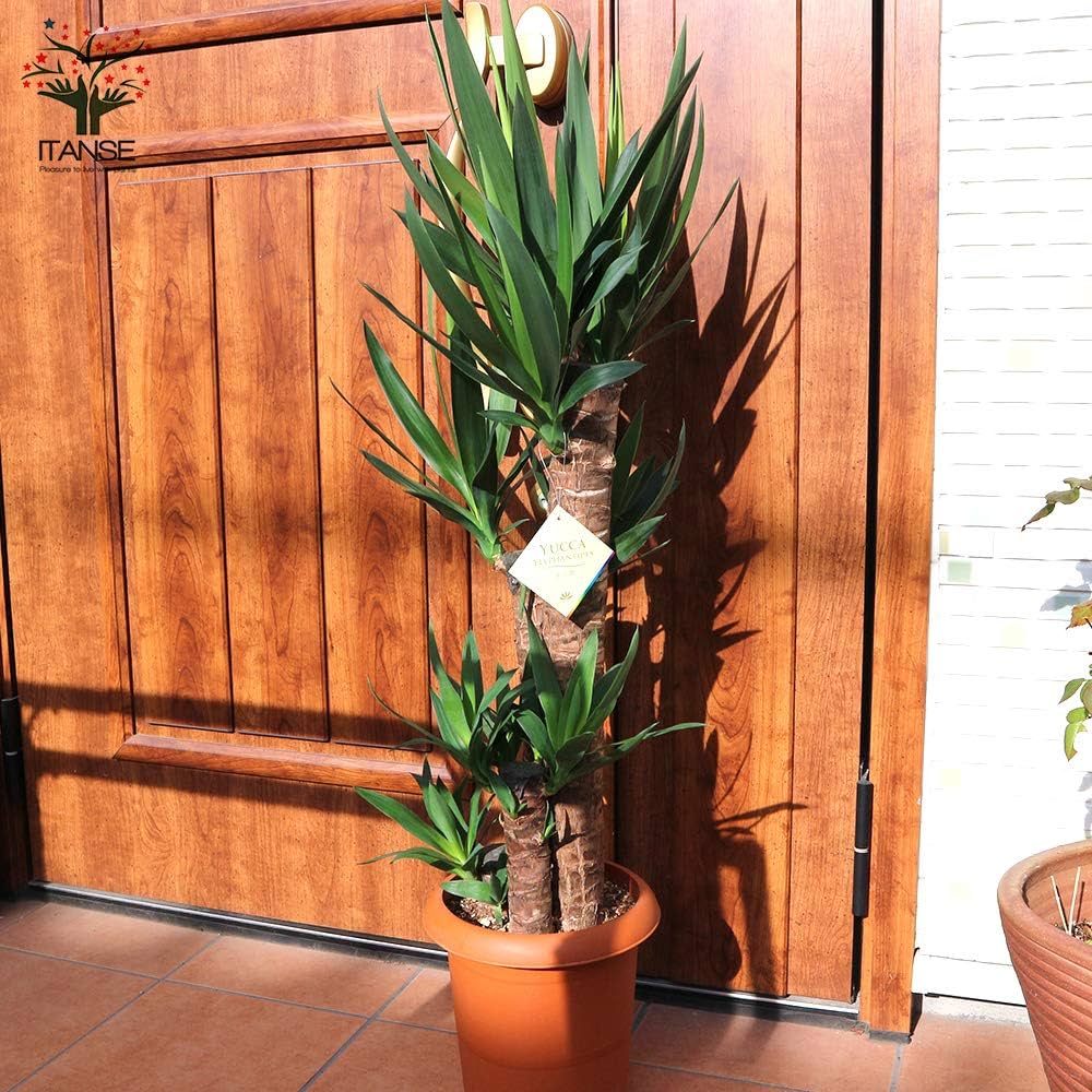 ユッカ様 GKZ植物事典・ユッカ・エレファンティペス