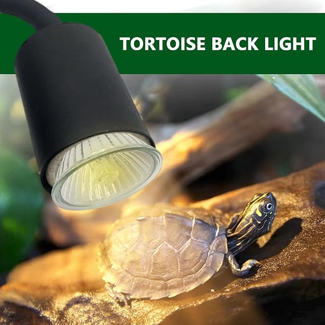 Foto 3 de 8 de Jingan Luz para Tomar el Tortuga