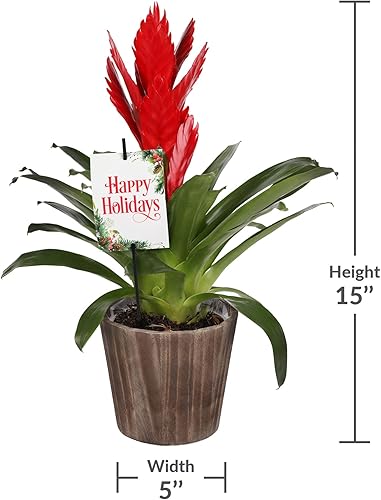 Miniatura 4 de Green Circle Growers - Bromelia roja Vriesea de 5 pulgadas en maceta Wilson Brown, planta viva - Happy Holidays