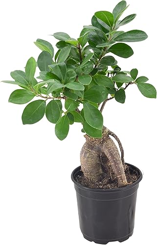 Miniatura 5 de Arcadia Garden Products LV62 Ginseng Ficus - Planta bonsái de interior en maceta de plástico de 6 pulgadas, 6 pulgadas, color verde, no se puede