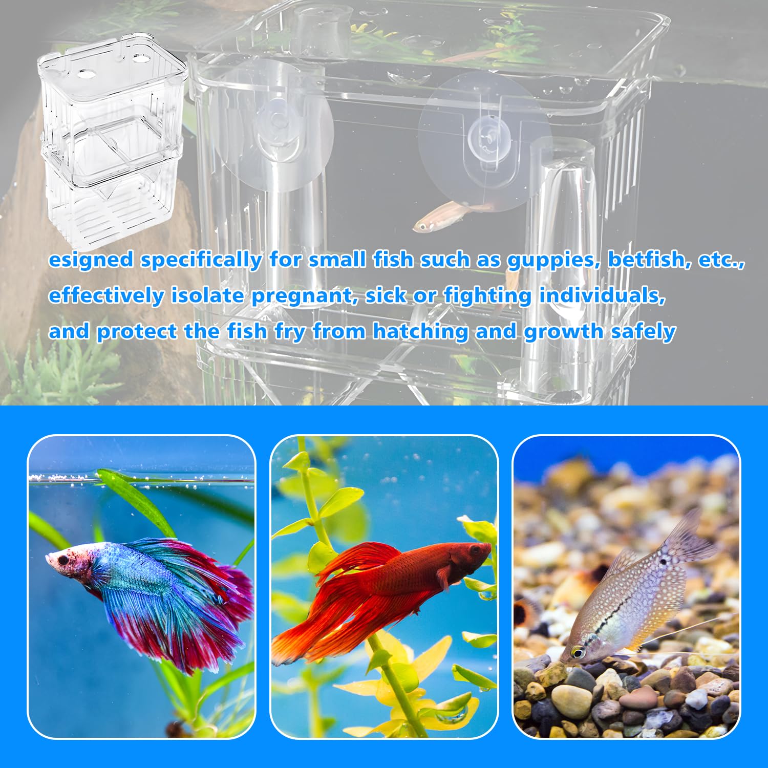 Scatola di allevamento per Guppy e specie tropicali, in plastica trasparente con serbatoio di isolamento, incubatrice galleggiante e divisore