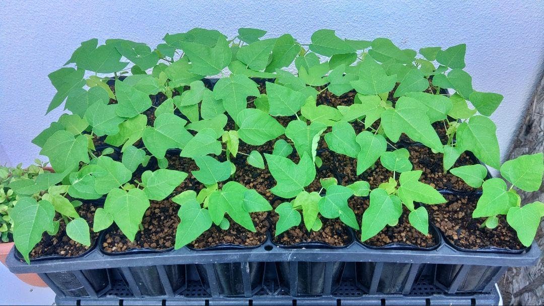 北の蝦夷 鬼胡桃 クルミ 特大苗木1 メートル